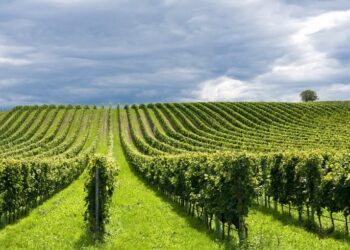 Graduatoria su ristrutturazione e riconversione vigneti altro flop del Dipartimento Regionale Agricoltura