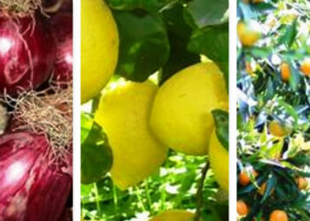 L’ortofrutta della Calabria al Macfrut 2018