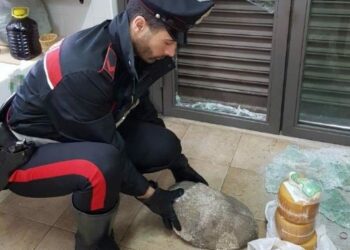 Sorpreso a rubare in un negozio di alimentari, arrestato dai Carabinieri 28 enne crotonese