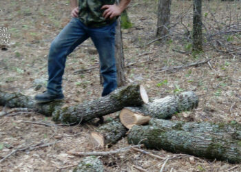 Sorpreso mentre abbatte un albero all’interno del Parco nazionale della Sila, deferito e multato per 1000 euro l’autore