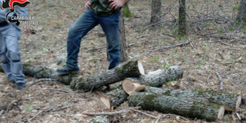 Sorpreso mentre abbatte un albero all’interno del Parco nazionale della Sila, deferito e multato per 1000 euro l’autore