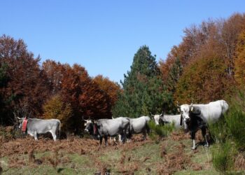 Regione Calabria: Approvata la legge sulla tutela e salvaguardia della Biodiversità Agraria