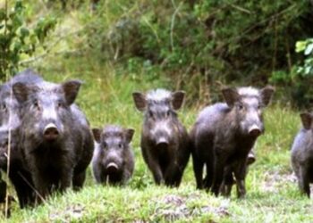 Coldiretti: danni da cinghiali, ritardi ed inefficienze che continuano a pagare gli agricoltori