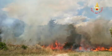 Incendio devastante questa mattina ha colmpito dieci ettari tra uliveti, incolto e pineta