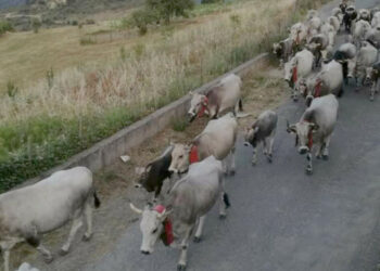 Al via oggi la lunga “Festa della Transumanza” a Umbriatico con 6000 capi podolici