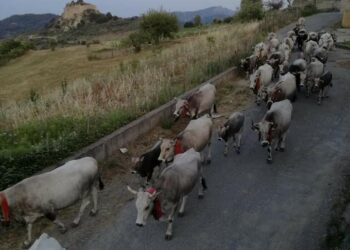 Al via oggi la lunga “Festa della Transumanza” a Umbriatico con 6000 capi podolici