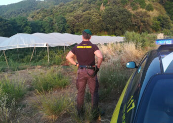 Operazione “Cannabis Farm”: Sequestrate 89mila piante di canapa indiana, 7 persone arrestate dalla Finanza