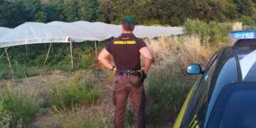 Operazione “Cannabis Farm”: Sequestrate 89mila piante di canapa indiana, 7 persone arrestate dalla Finanza