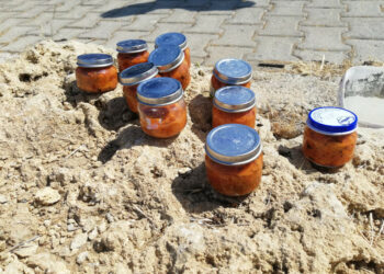 Sorpreso a pescare Ricci di mare, multa da 1000euro dalla Capitaneria di Porto