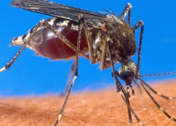 Zanzare asiatiche in Italia. La conferma della rapida diffusione dai nostri confini