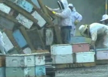 Incidente in autostrada: si rovescia camion che trasporta 30 milioni di api