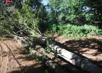Abbattono 78 alberi in un’area posta sotto sequestro, denunciati tre persone a Mesoraca