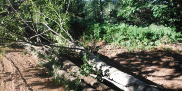 Abbattono 78 alberi in un’area posta sotto sequestro, denunciati tre persone a Mesoraca