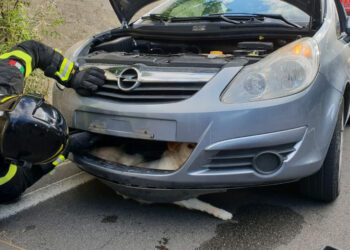 Auto investe un cane e rimane incastrato nel paraurti, salvato dai Vigili del Fuoco