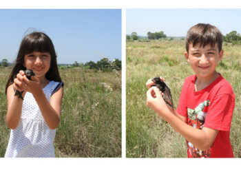 Cirò Marina: pulcino di Rondone cade dal nido, salvato da due fratellini