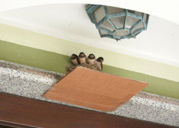 Come proteggere i nidi di Rondine