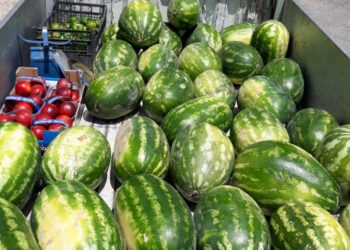 Crotone, contrasto agli ambulanti abusivi: sequestrati oltre 350 kg di frutta e 22000 euro di multe