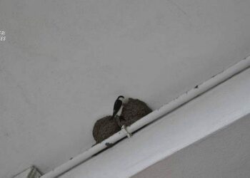 Distruggono nidi di balestruccio sotto la tettoia di un esercizio commerciale, denunciati due operai e titolare