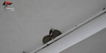 Distruggono nidi di balestruccio sotto la tettoia di un esercizio commerciale, denunciati due operai e titolare