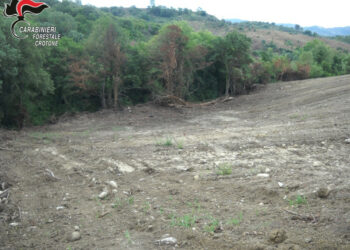 Estirpa macchia mediterranea per avviare coltura agraria