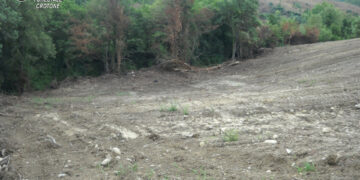 Estirpa macchia mediterranea per avviare coltura agraria