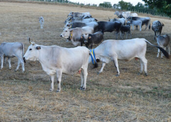 Festa della Transumanza e convegno sul territorio stasera a Perticaro