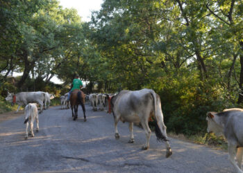 Festa della Transumanza e convegno sul territorio stasera a Perticaro