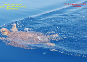 La tartaruga Finny torna in mare