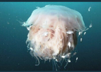 Meduse giganti presto sulle spiagge italiane? nell’Adriatico la super-medusa tornata dal passato