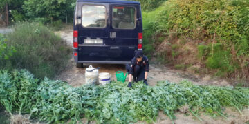 Rinvenuta piantagione di “canapa indica” nelle vicinanze di un canale a Papanice, due arresti