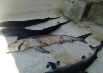 Sette squaletti spiaggiati a marina di Strongoli