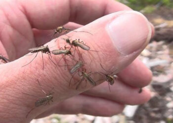 Zanzara tigre: massima allerta in Calabria