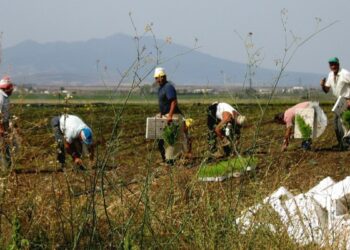 Controllava con telecamere gli operai senza autorizzazione dell’Ispettorato, multata titolare di azienda agricola di Roccabernarda