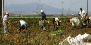 Controllava con telecamere gli operai senza autorizzazione dell’Ispettorato, multata titolare di azienda agricola di Roccabernarda