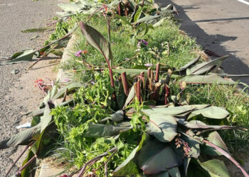 Atto vandalico sul lungomare di Cirò Marina, ferma condanna di Città Pulita