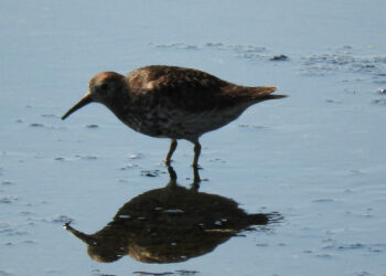 Avvistato per la prima volta in Calabria un uccello molto raro, il Piovanello violetto (Calidris maritima)