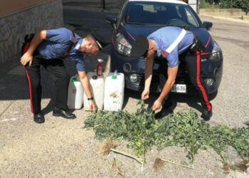Rocca di Neto: coltivazione e produzione ai fini di spaccio di sostanze stupefacenti, arrestati due ragazzi