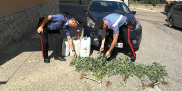 Rocca di Neto: coltivazione e produzione ai fini di spaccio di sostanze stupefacenti, arrestati due ragazzi