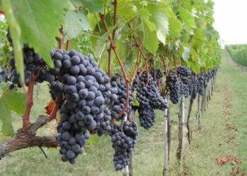 Rubati 10 quintali di uva alla Scuola Agraria di Cirò Marina