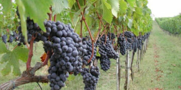 Rubati 10 quintali di uva alla Scuola Agraria di Cirò Marina