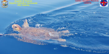 Salvato un altro esemplare di Tartaruga caretta-caretta a largo di Amantea