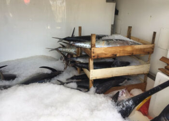 Sequestrati dalla Capitaneria di Porto Crotone 240kg di Pesce Spada e Tonni