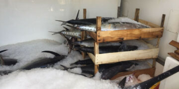 Sequestrati dalla Capitaneria di Porto Crotone 240kg di Pesce Spada e Tonni