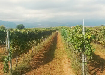Coldiretti: Vigneto Calabria, buona la fotografia di agosto
