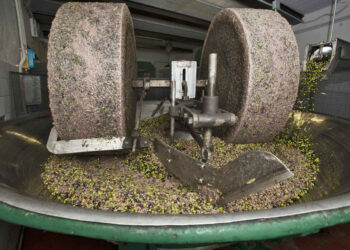 Allarme per le aziende olearie calabresi, in arrivo 30mila tonnellate di Olio a dazio zero dalla Tunisia