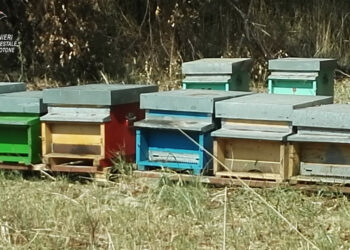 Apicoltori “nomadi”: Sequestrate 82 arnie irregolari a scandale
