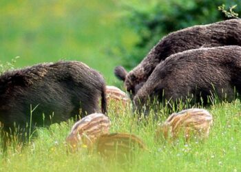 Le Associazioni Venatorie preoccupate per i casi di Tubercolosi su Cinghiali abbattuti