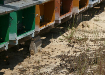 Coldiretti Apicoltura: occorre far volare le api della Calabria. Le difficoltà degli apicoltori nel mese di agosto