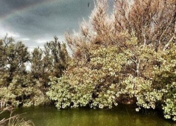 Crotone: L’ibis é tornato a popolare Palmira