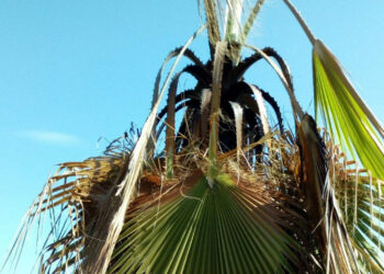 Ignoti squilibrati hanno dato fuoco ad una palma di circa vent’anni sul lungomare Nord di Cirò Marina